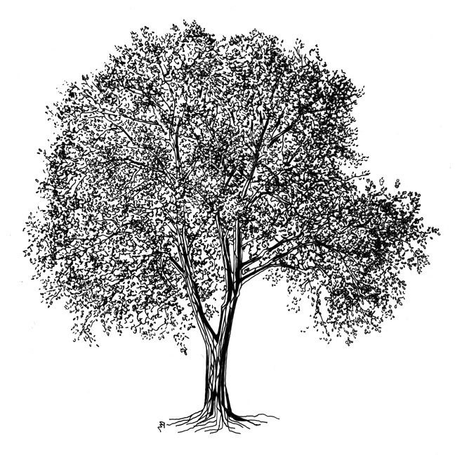 Arbre qui représente le logo de l'entreprise, la passion du Bois  Sa